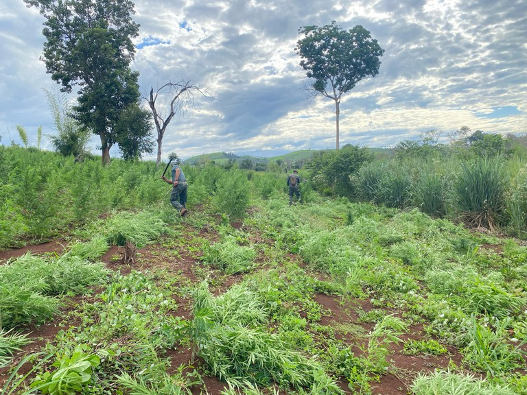 12 MIL CAMPOS DE FUTEBOL DE MACONHA - PF e SENAD do Paraguai iniciam a 50ª Operação Nova Aliança, 13º ano de combate ao narcotráfico